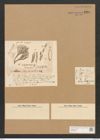 Schizonema scoparium Kuetz. (de-Toni-Nr.: Genus 20, Species 1188) Zeichnungen Sammlung Grunow Nr. 2294 (NHMW-BOT-W0369415)
